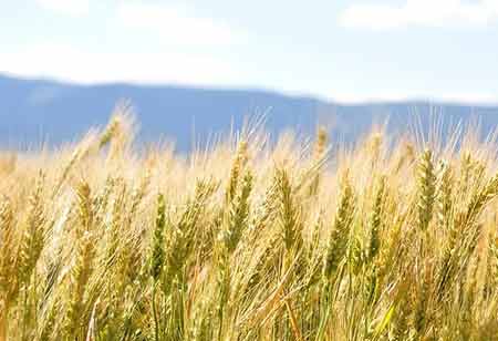 Benefits of Grain Management in Agriculture and Food Security  