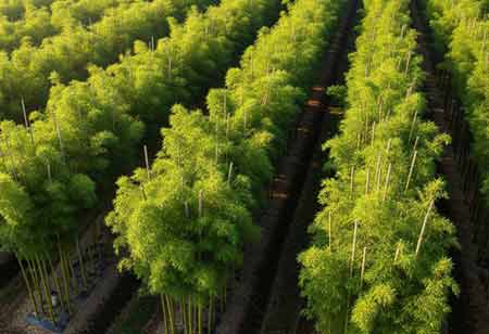 The Versatile Potential of Bamboo in Latin America